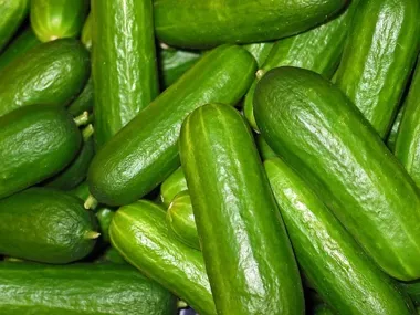 Ogórki szklarniowe – najlepsze odmiany i klucze doboru dla producenta warzyw